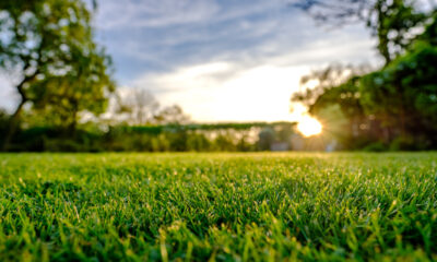 eco-friendly lawn for your family