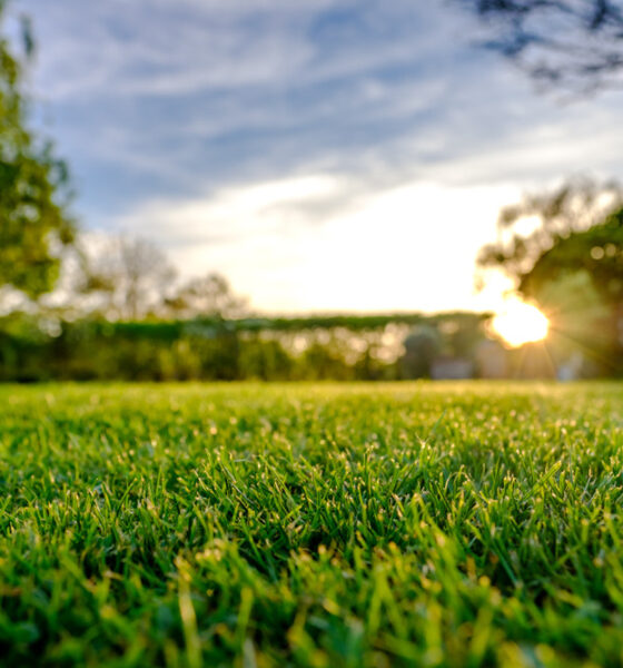 eco-friendly lawn for your family