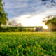 eco-friendly lawn for your family