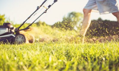 pest control tips