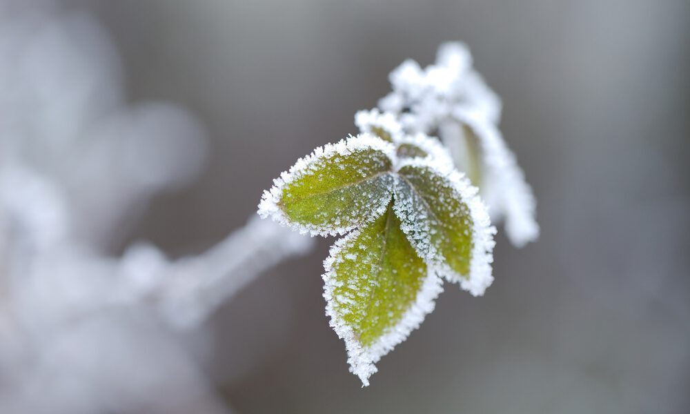 3 Exceptional Winter Growing Ideas to Spruce Up a Green Building