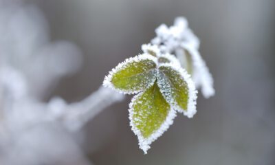 growing plants and vegetables in winters