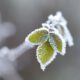 growing plants and vegetables in winters