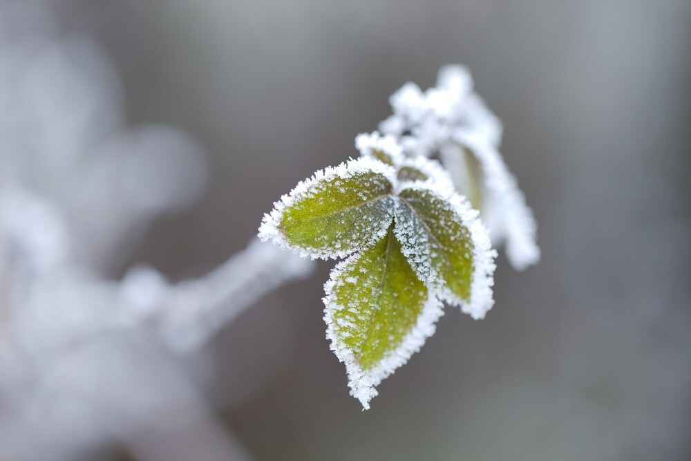 growing plants and vegetables in winters