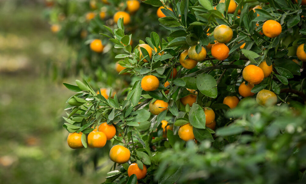 Benefits of Planting Fruit Trees for Your EcoFriendly Garden