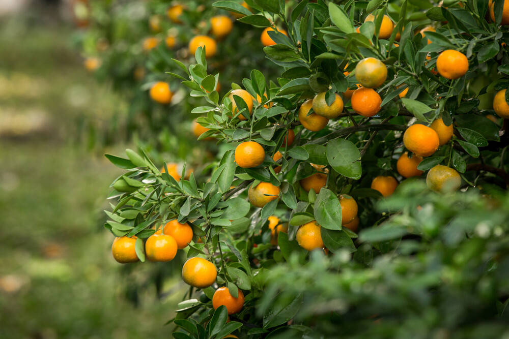 Planting Fruit Trees for Your Sustainable Garden