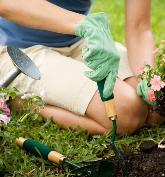 Gardening For Beginners