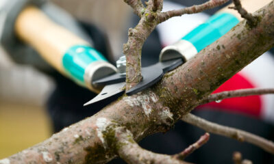 tree trimming for eco-friendly construction