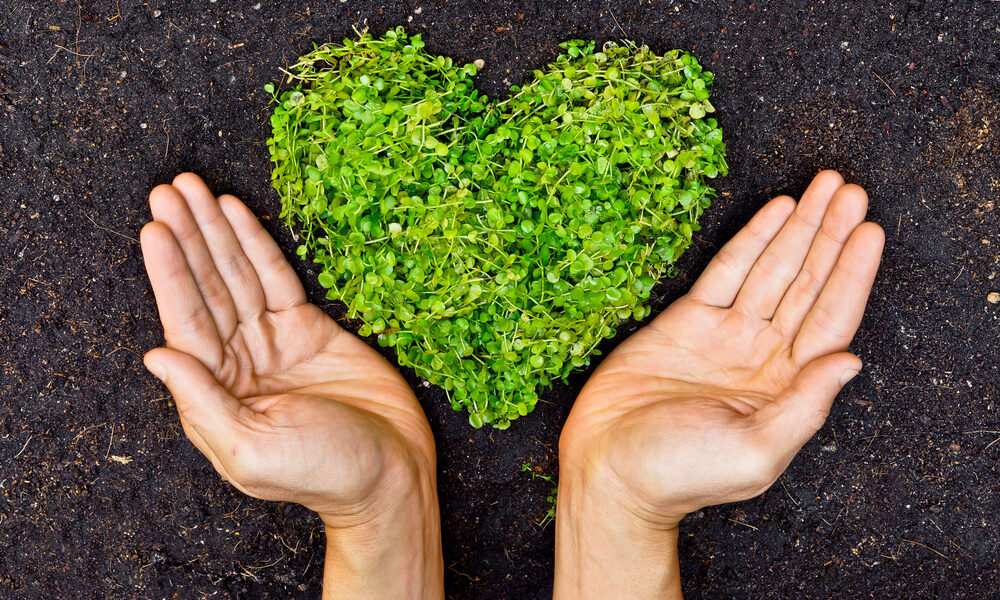 Simple Guidelines to Create a Beautiful EcoFriendly Garden