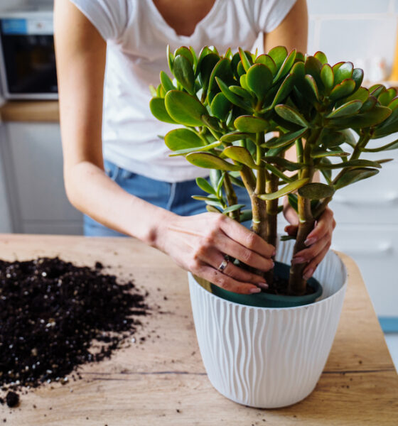 use the right fertilizer for your indoor plants in an eco-friendly building