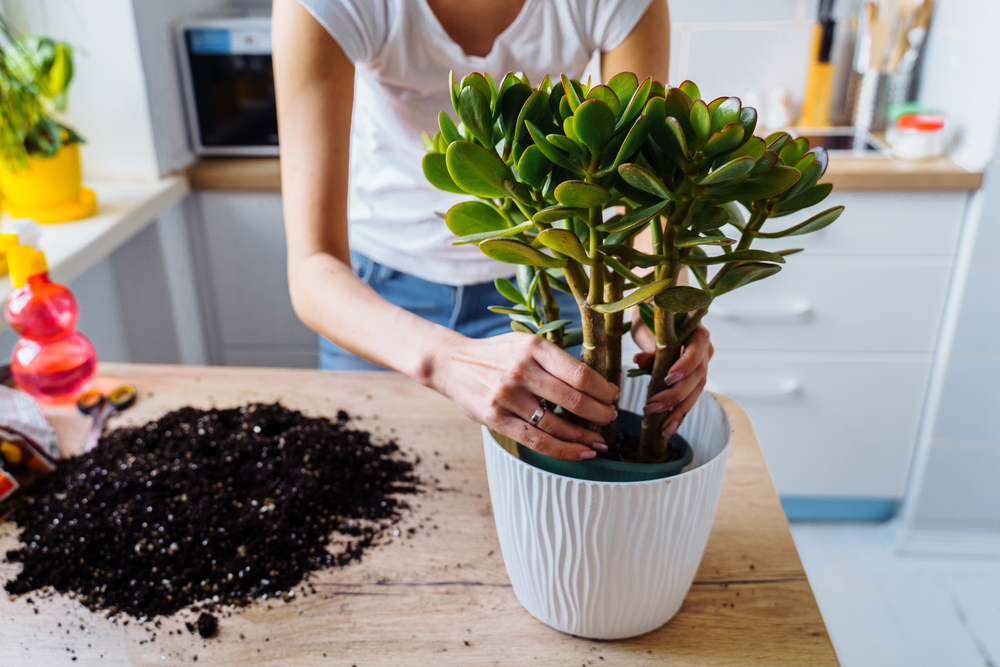 use the right fertilizer for your indoor plants in an eco-friendly building