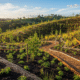 Sustainable Revegetation Solutions That Revitalise Victorian Landscapes
